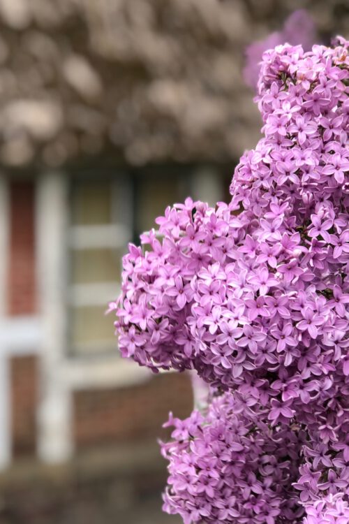 von Dauer-Telefonitis, Tiramisu und imaginären Blumen: meine fünf Fragen am Fünften im Mai