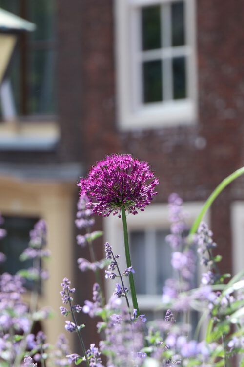 zu Besuch in Klein-Amsterdam: ein Tag in LEIDEN
