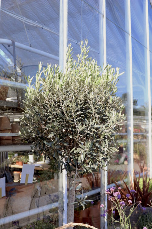 mein Schwedensommer: zu Besuch im Rosendals Trädgard